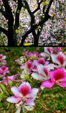 Bauhinia variegata albero usato  Italia
