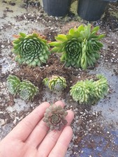 Sempervivums large outdoor for sale  PORTSMOUTH