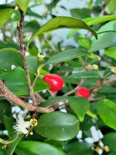 Australian beach cherry for sale  Opa Locka