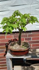 hainbuche gebraucht kaufen hainbuche gebraucht kaufen Euskirchen