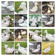 White crested duck for sale  ALCESTER