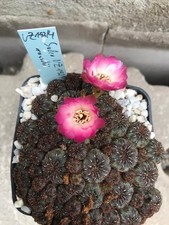 Sulcorebutia rauschii vz192 usato  Spedire a Italy