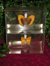 Lot papillons jaune d'occasion  Tours-