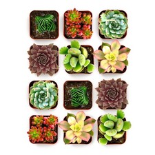 Colorful succulent plant for sale  Brentwood