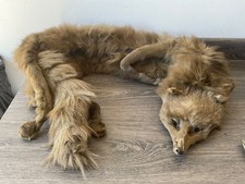 Vintage taxidermy fox for sale  IPSWICH