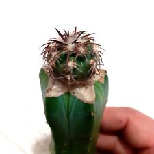 24. discocactus estevesii usato  Spedire a Italy