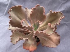 Echeveria hybrid carnival for sale  CHORLEY