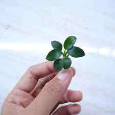 Anubias bonzai beautiful for sale  STEVENAGE