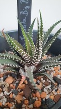 Haworthia fasciata big for sale  LONDON