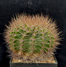 Acanthocalycium spiniflorum to gebraucht kaufen  Michendorf