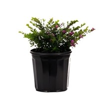 Mexican heather gallon for sale  Modesto