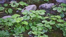 Wasabi bedingt frosthart gebraucht kaufen  Witzenhausen