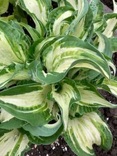 Hosta allegan fog d'occasion  Expédié en Belgium
