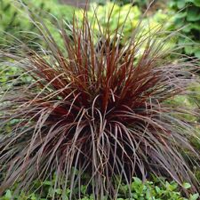 Uncinia rubra red for sale  MARCH