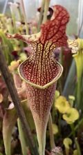 Sarracenia sarlacc carnivorous for sale  MIRFIELD