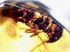 Large stripped larva for sale  Mount Airy