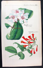 1830 raro dietrich usato  Urbino