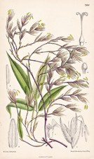 Phyllostachys nigra china gebraucht kaufen  Seubersdorf