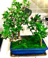 Bonsai jade plant for sale  LONDON