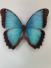 Entomologie morpho granadensis gebraucht kaufen  Marienmünster