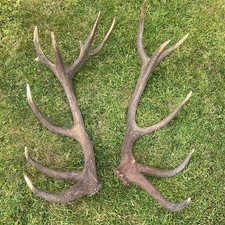 Red deer antlers for sale  SOUTH MOLTON