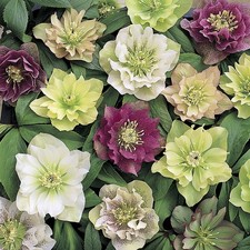 Winter garden flowers for sale  PETERBOROUGH