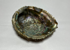 Abalone shell seashell for sale  New Britain