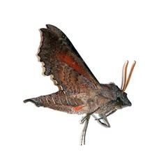 Lepidoptera sphingidae temnora for sale Lepidoptera sphingidae temnora for sale  Shipping to United Kingdom
