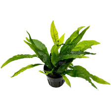 Java fern narrow for sale  Fontana