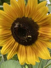 Sunflower helianthus annuus for sale  HORSHAM
