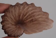Curiosité taxidermie véritab d'occasion  Montpellier-