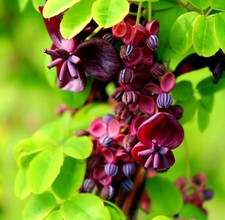Akebia quinata chocolate for sale  NORTHWICH