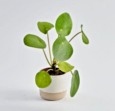 Pilea peperomioides live for sale  Covina