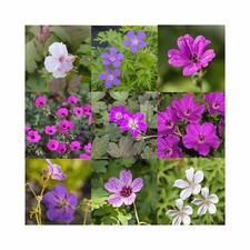 Hardy geranium collection for sale  WICKFORD