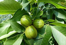 Shagbark hickory tree for sale  Denver