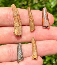 Pterosaur dinosaur teeth for sale  Coppell