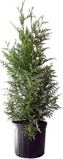 Live plant thuja for sale  San Bernardino