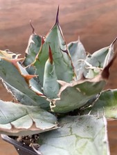 Agave titanota black for sale  San Antonio