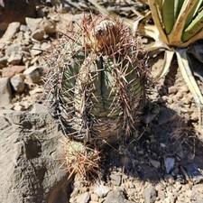 Extra large devil for sale  Spring