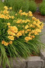 Assorted stella oro for sale  Grand Rapids