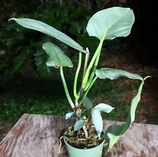 Philodendron hastatum plant for sale  Hollywood