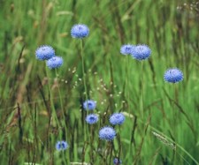Jasione laevis perennial for sale  ASHBOURNE