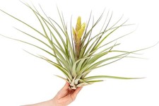 Tillandsia fasciculata tropifl for sale  Saint Augustine