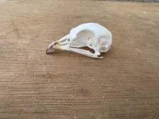 Chukar red partridge for sale  Shreve