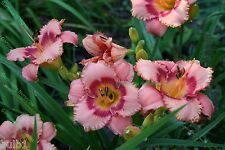 Hemerocallis strawberry candy for sale  ALFRETON