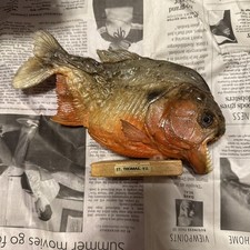 Real red belly for sale  Rochester