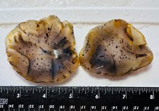 Montana agate spotted for sale  Sonoma