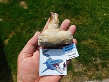 Schöner zahn einem gebraucht kaufen  Limbach-Oberfrohna
