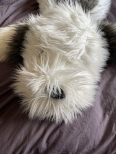 Old english shaggy for sale  BASINGSTOKE