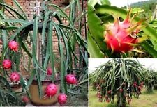 Kletterkaktus drachenfrucht ex gebraucht kaufen  Kaiserslautern